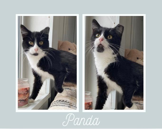 Panda - Silo, Adoptable, Young Female Domestic Short Hair.