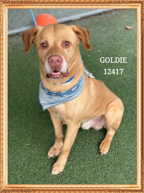 GOLDIE