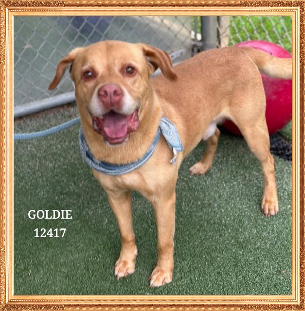 GOLDIE