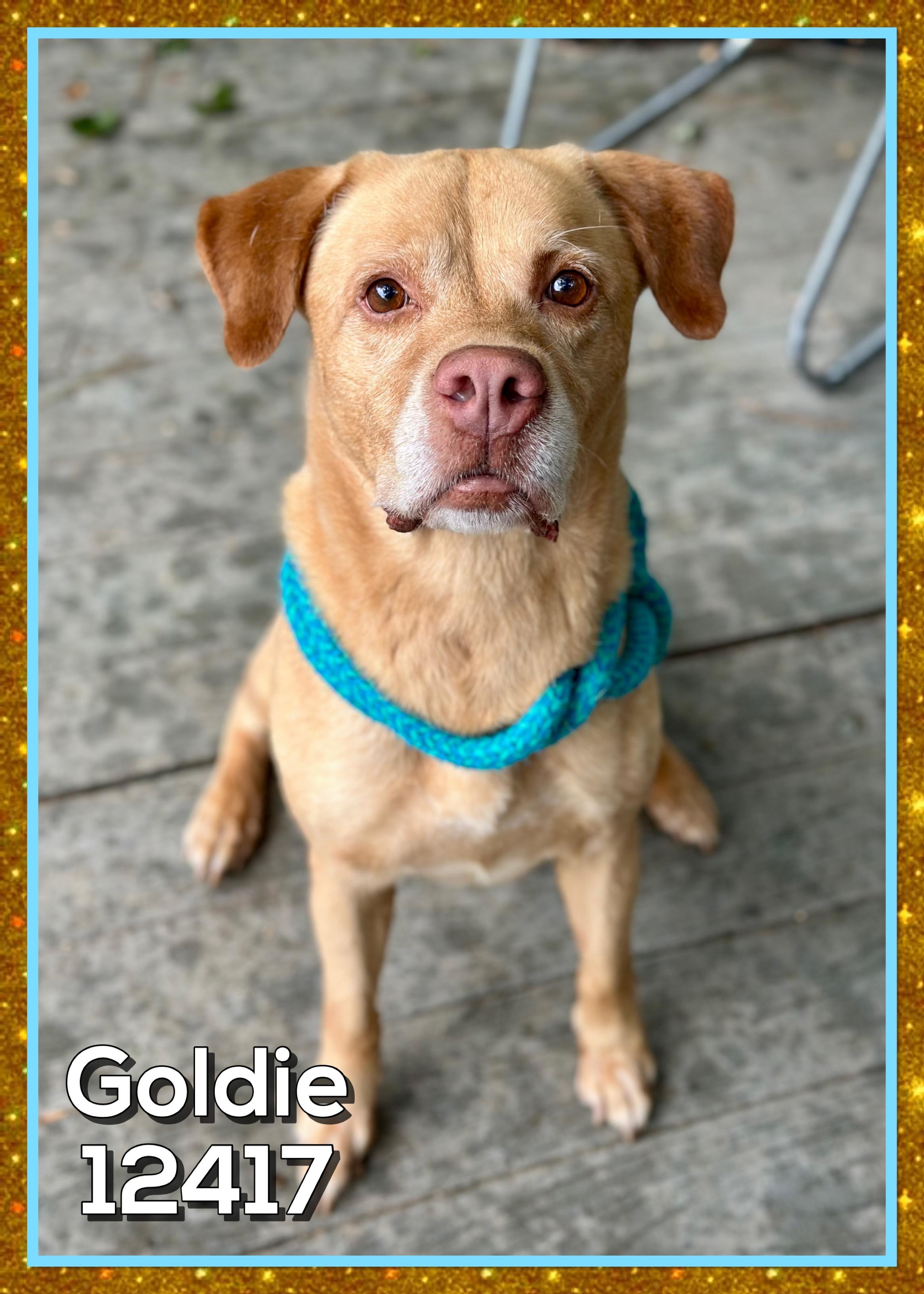GOLDIE