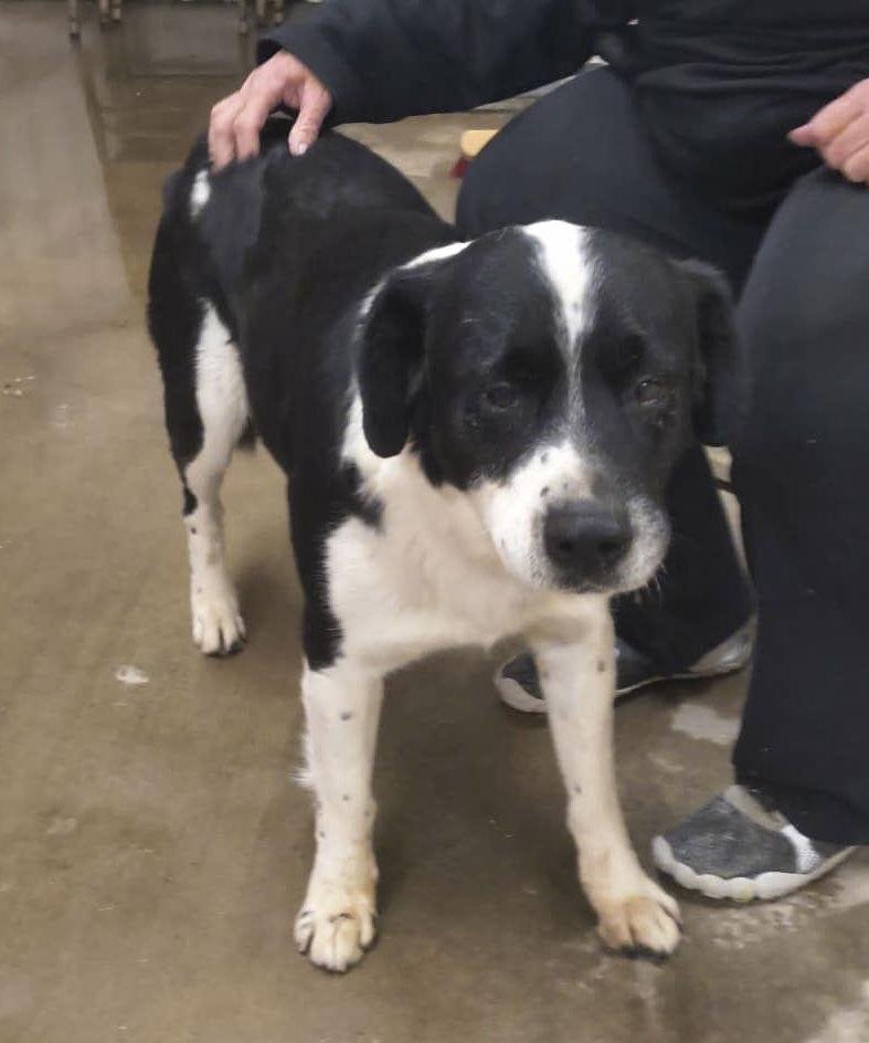 Logan - ADOPTION IN PROCESS, Adoptable, Young Male Australian Shepherd.