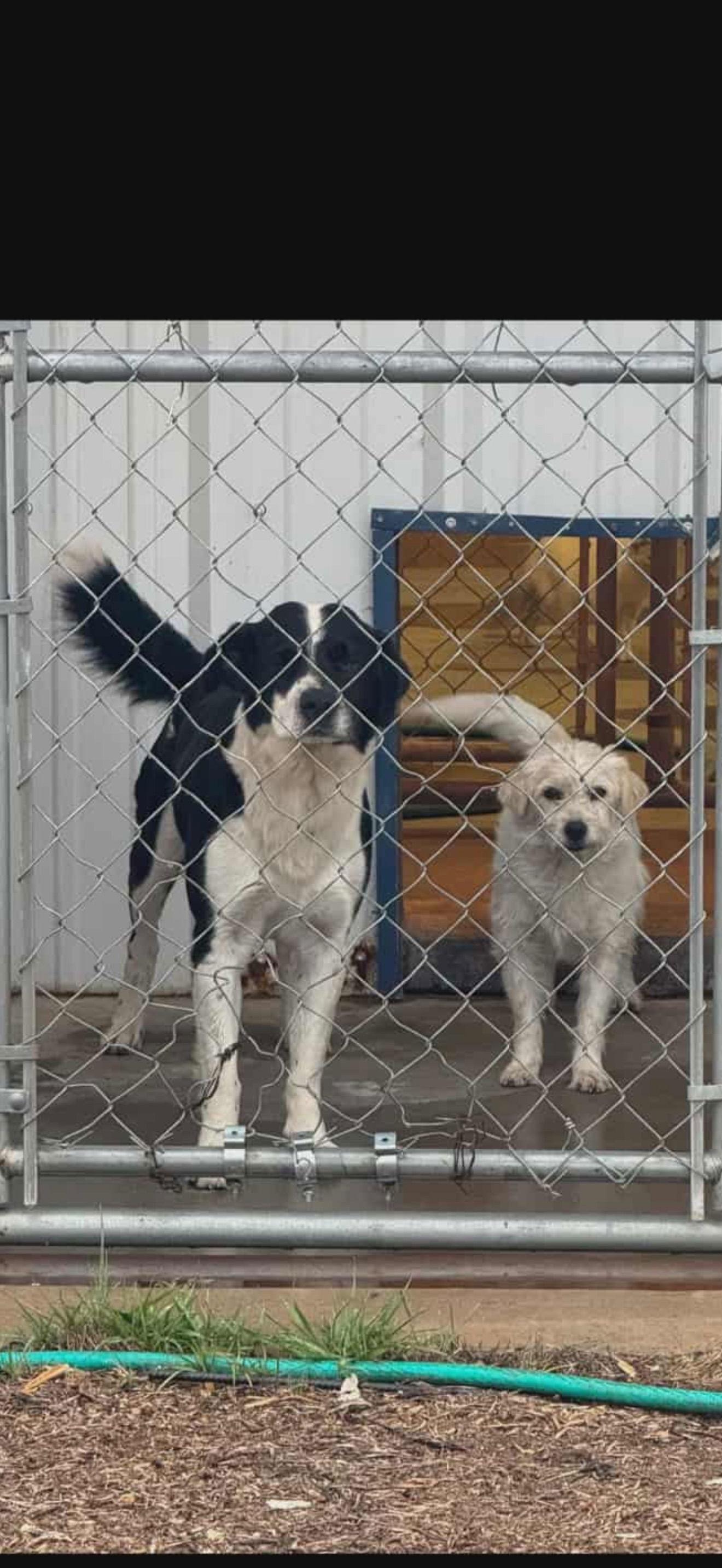 Logan - ADOPTION IN PROCESS, a Adoptable Australian Shepherd in Grafton, WI image 2/3