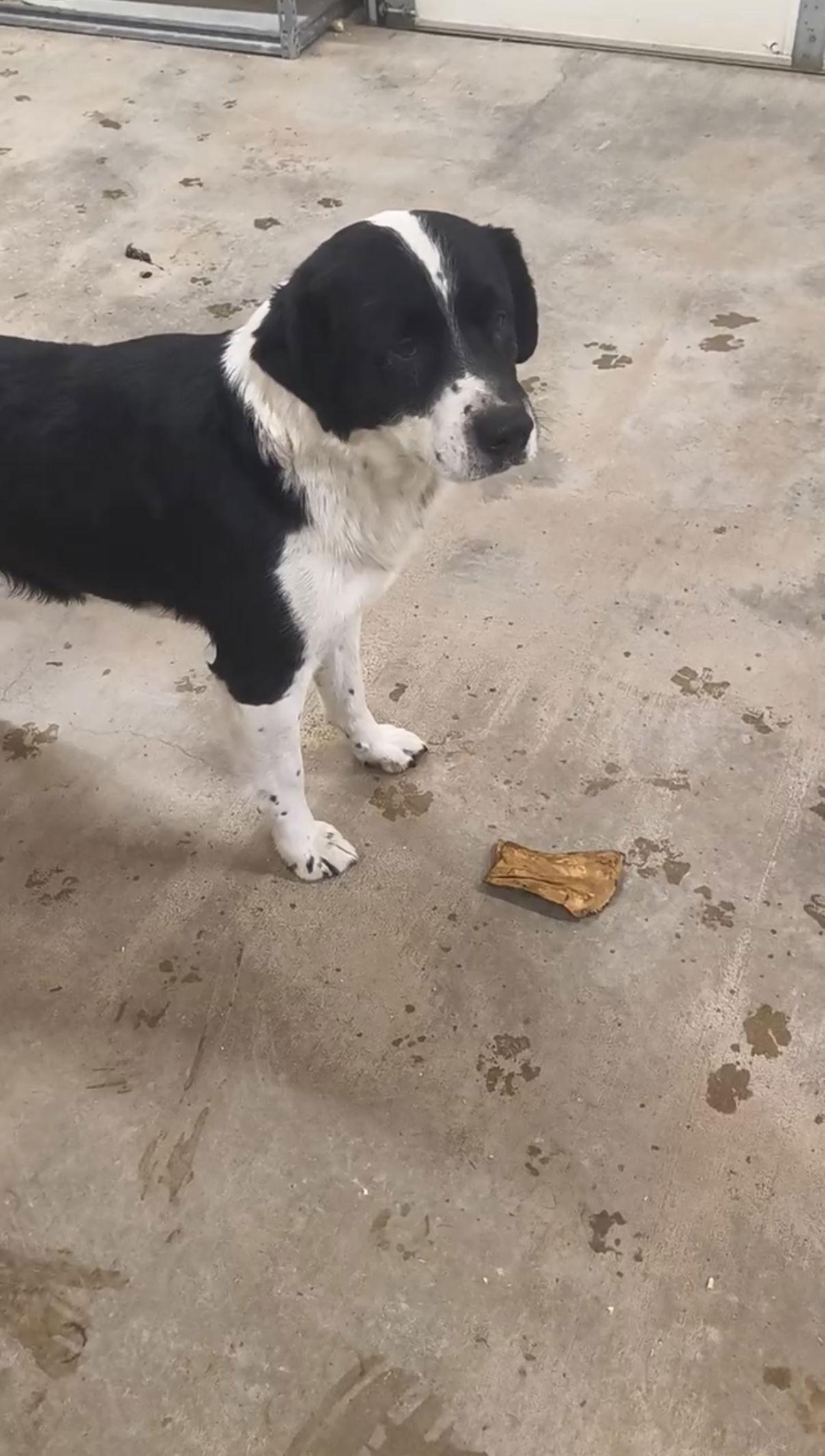 Logan - ADOPTION IN PROCESS, a Adoptable Australian Shepherd in Grafton, WI image 3/3