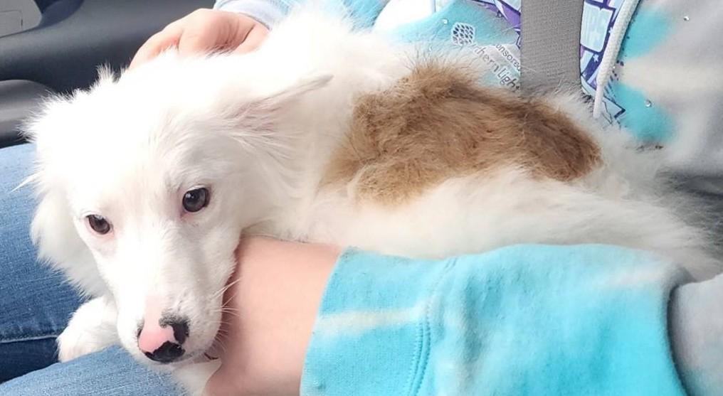 Enlarge Jo-C, an adopted mixed breed in West Bath, ME image 3/4