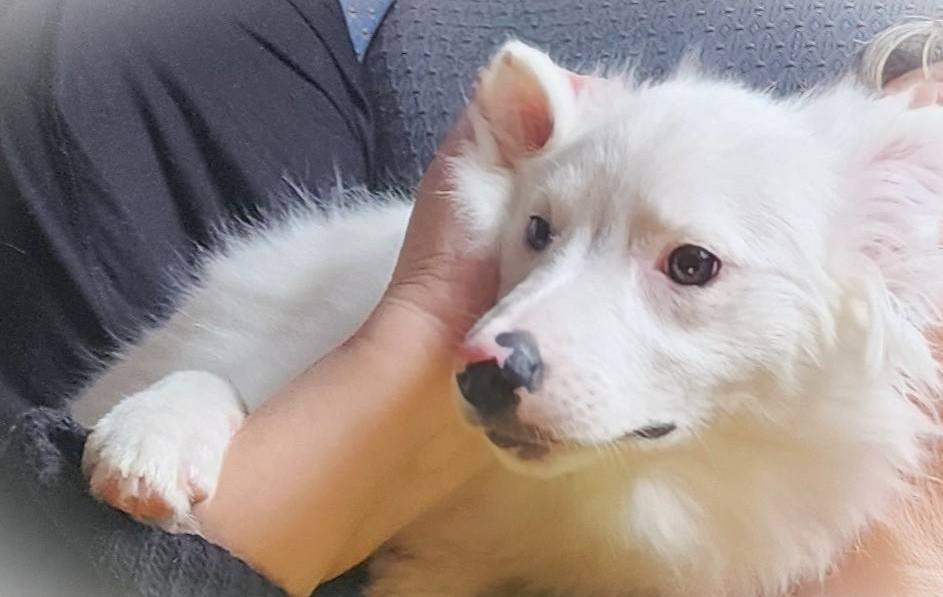 Jo-C, adopted, Young Female Pomeranian.