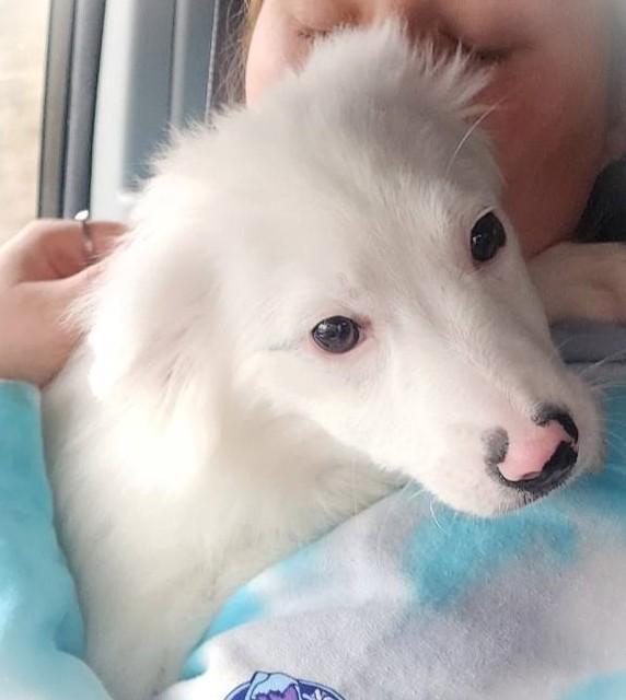 Enlarge Jo-C, an adopted mixed breed in West Bath, ME image 2/4