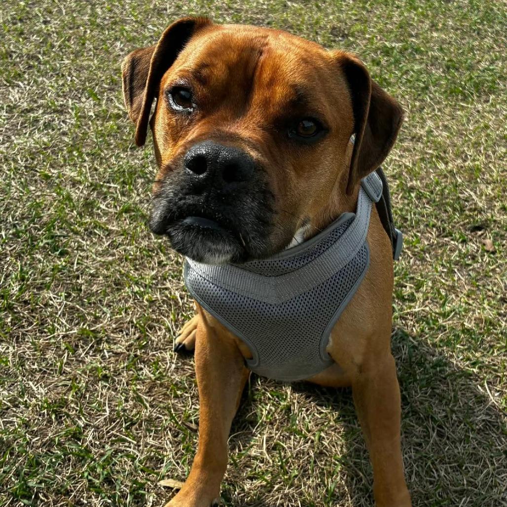 Flip, adopted, Adult Male Boxer.