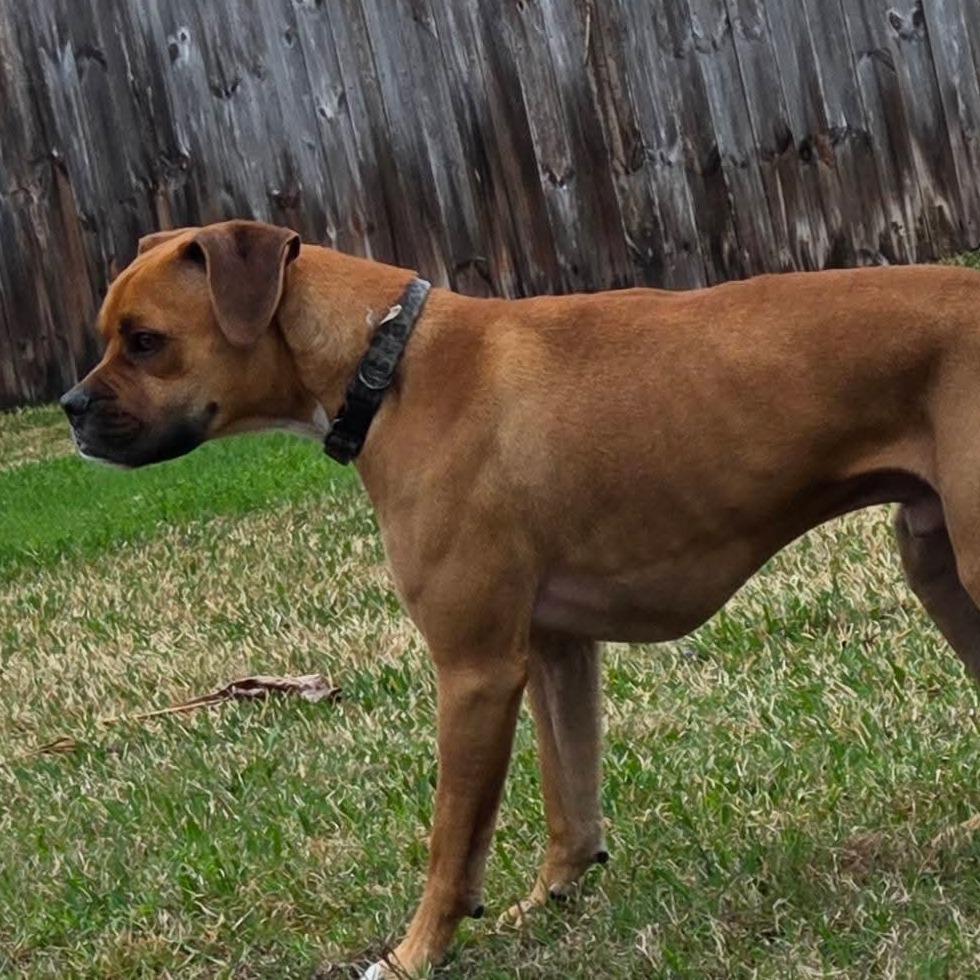 Enlarge Flip, an adopted mixed breed in Tallahassee, FL image 5/5