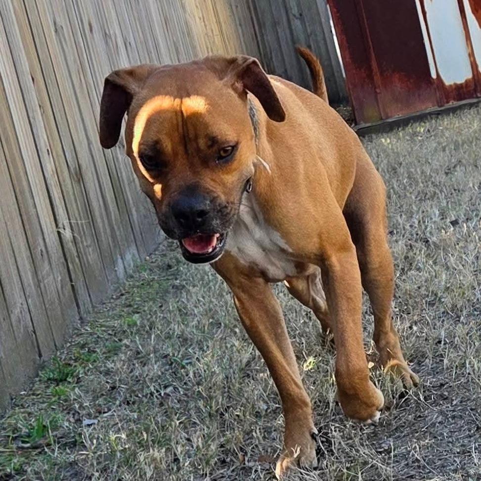 Enlarge Flip, an adopted mixed breed in Tallahassee, FL image 3/5