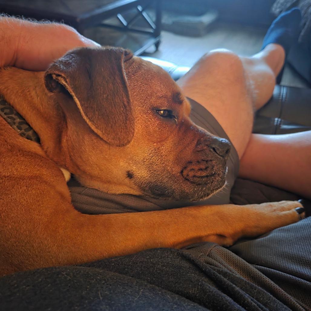 Enlarge Flip, an adopted mixed breed in Tallahassee, FL image 2/5