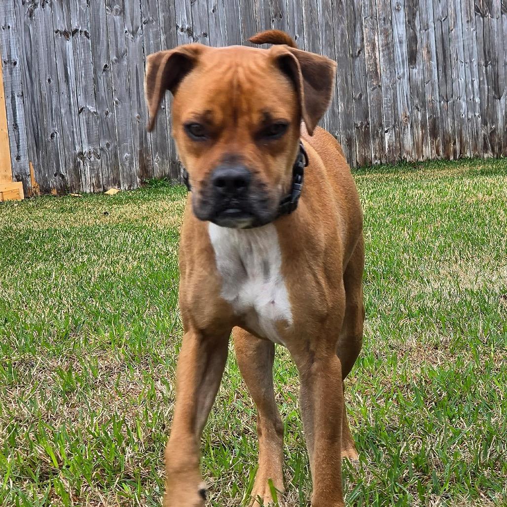 Enlarge Flip, an adopted mixed breed in Tallahassee, FL image 4/5