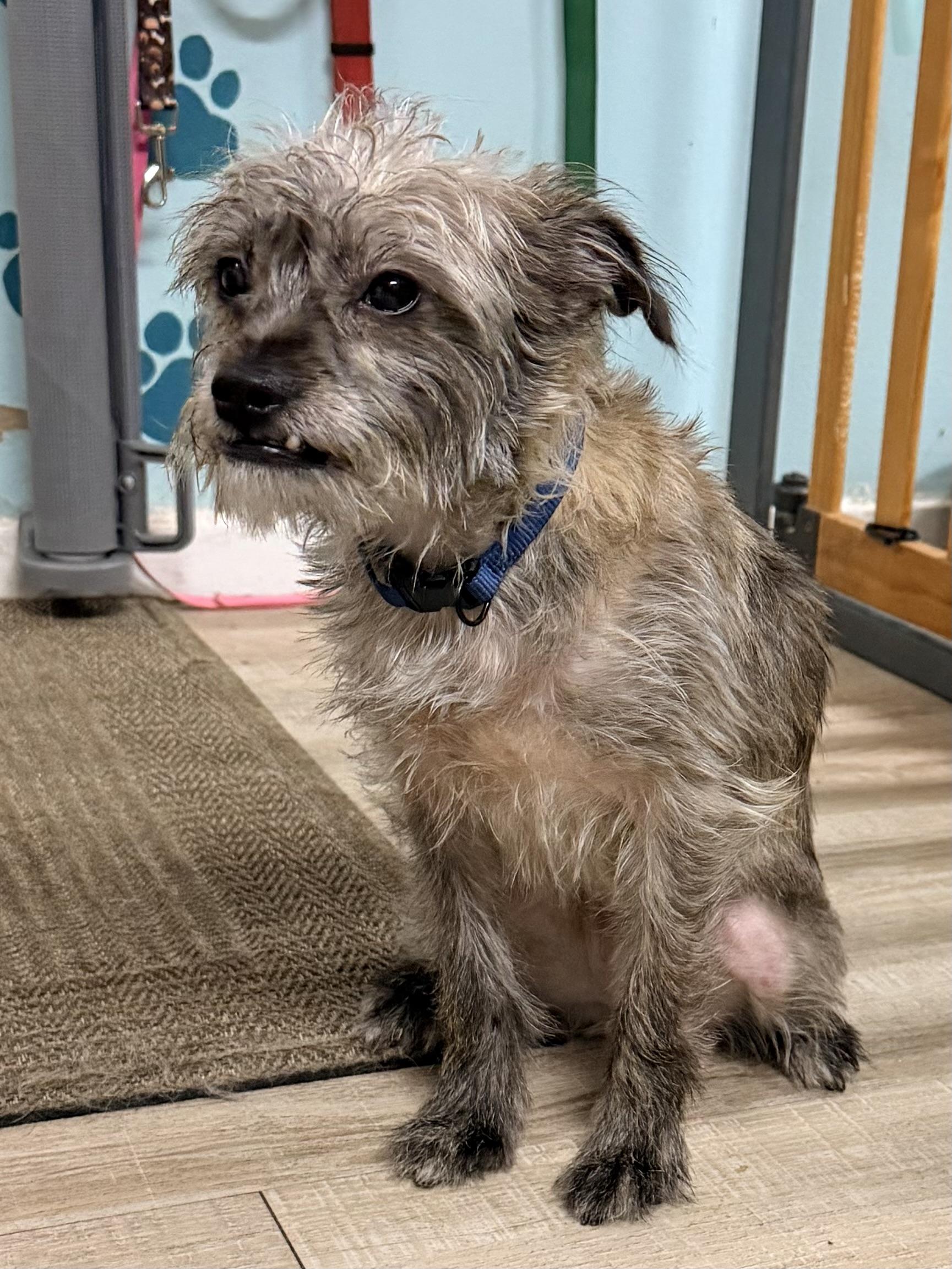 Enlarge Barklee, an adopted mixed breed in Baker, LA image 5/6