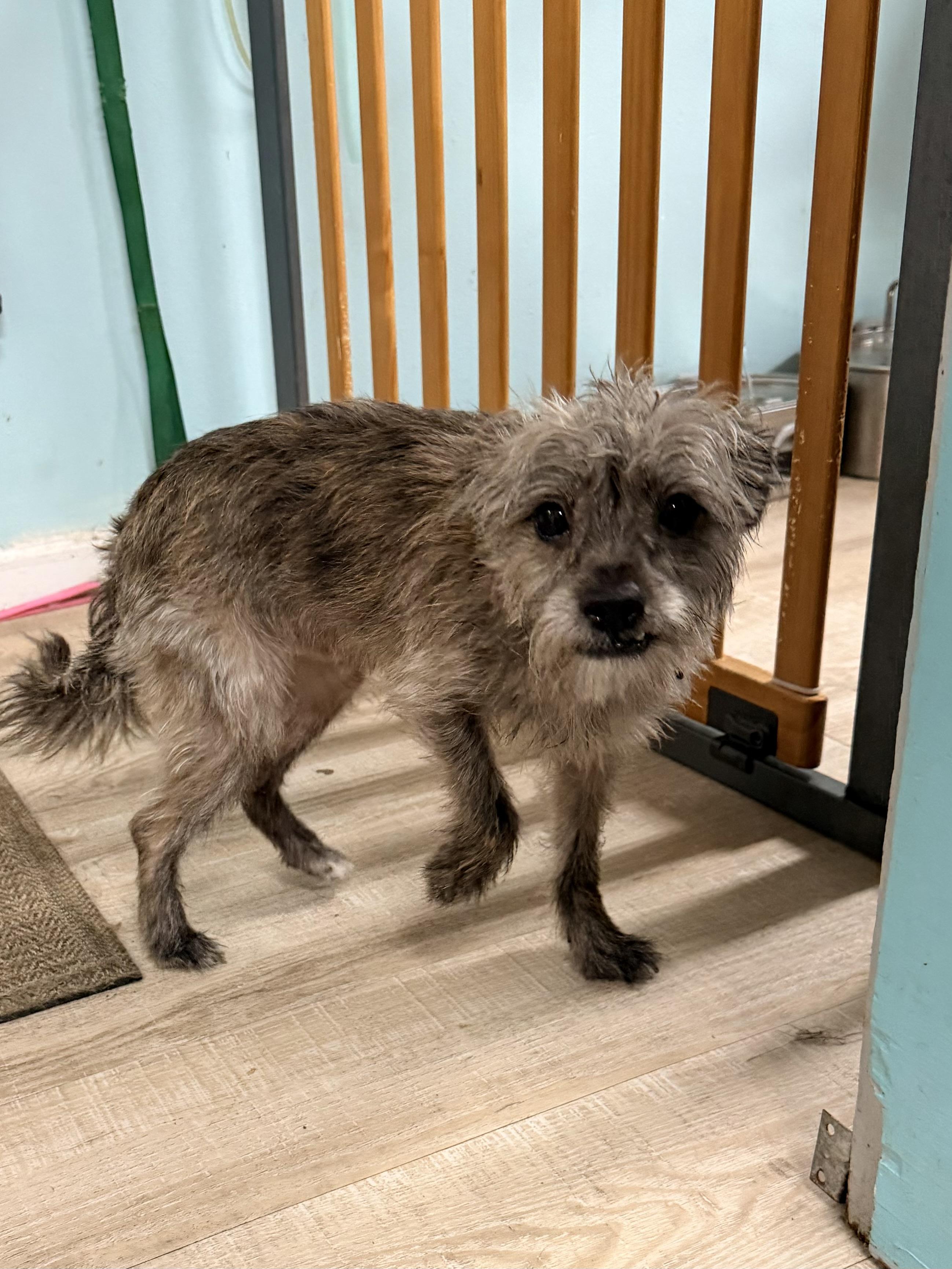 Enlarge Barklee, an adopted mixed breed in Baker, LA image 4/6