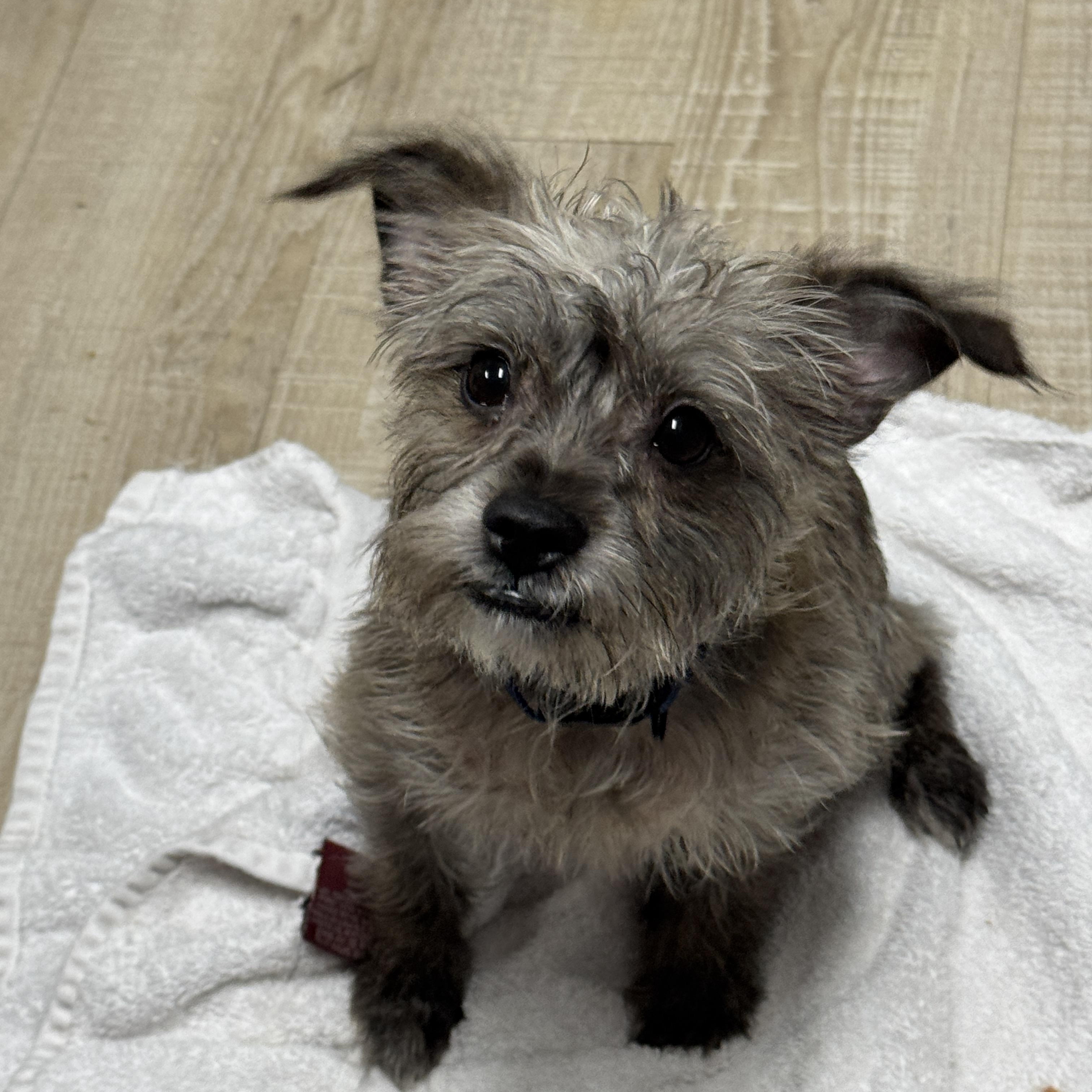 Barklee, adopted, Adult Male Terrier.