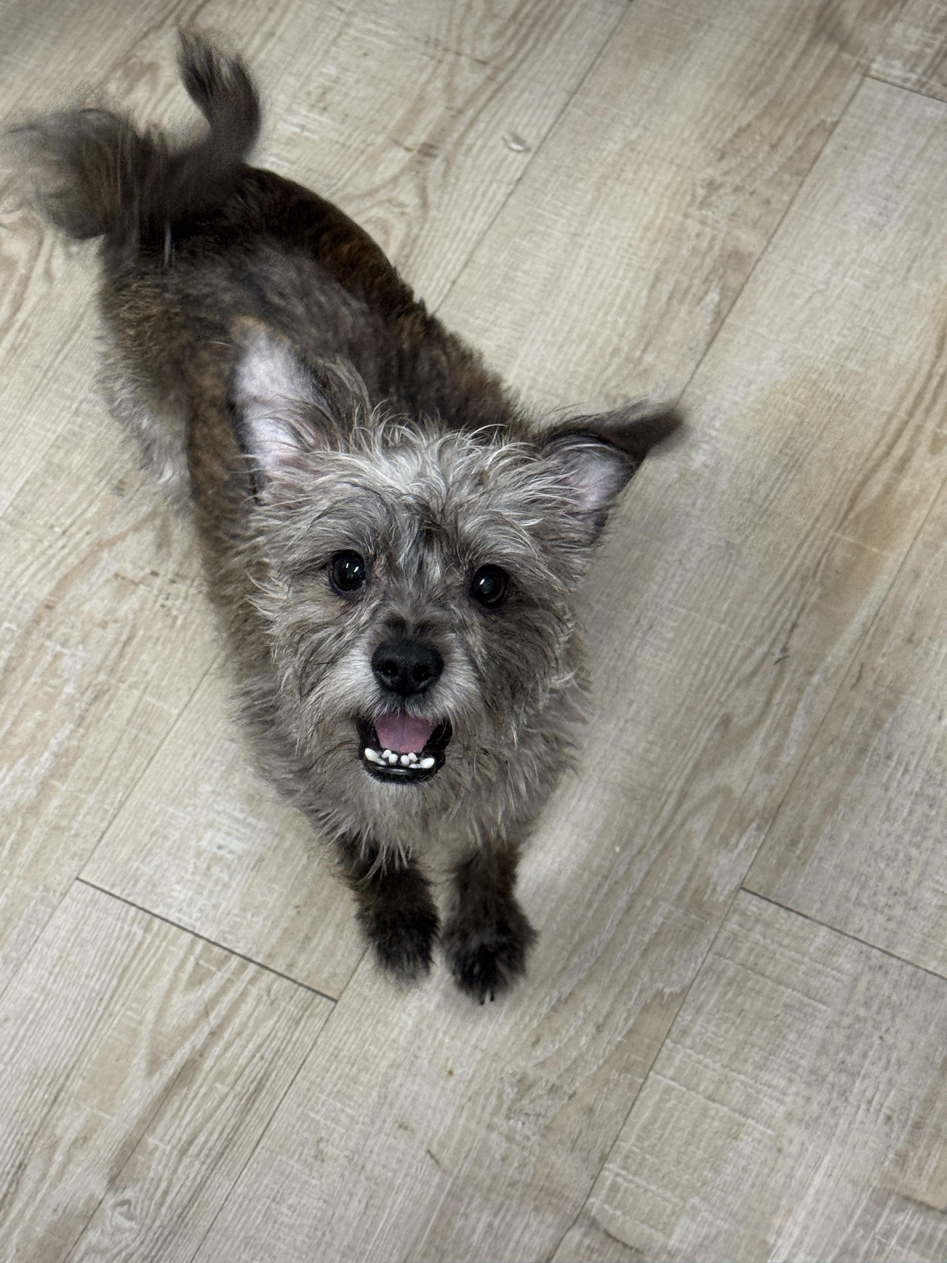 Enlarge Barklee, an adopted mixed breed in Baker, LA image 2/6