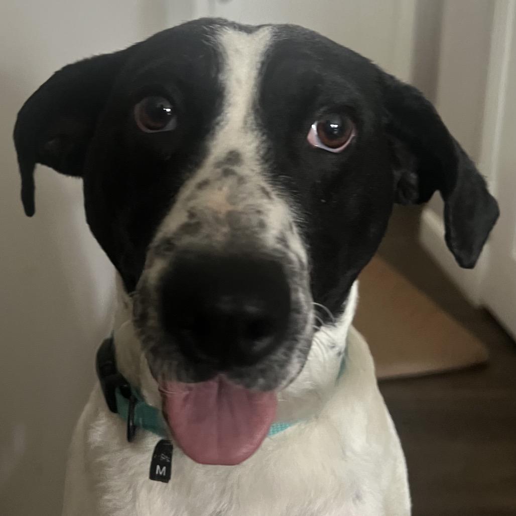 Bella(BAS), Adoptable, Adult Female Pointer & Labrador Retriever.