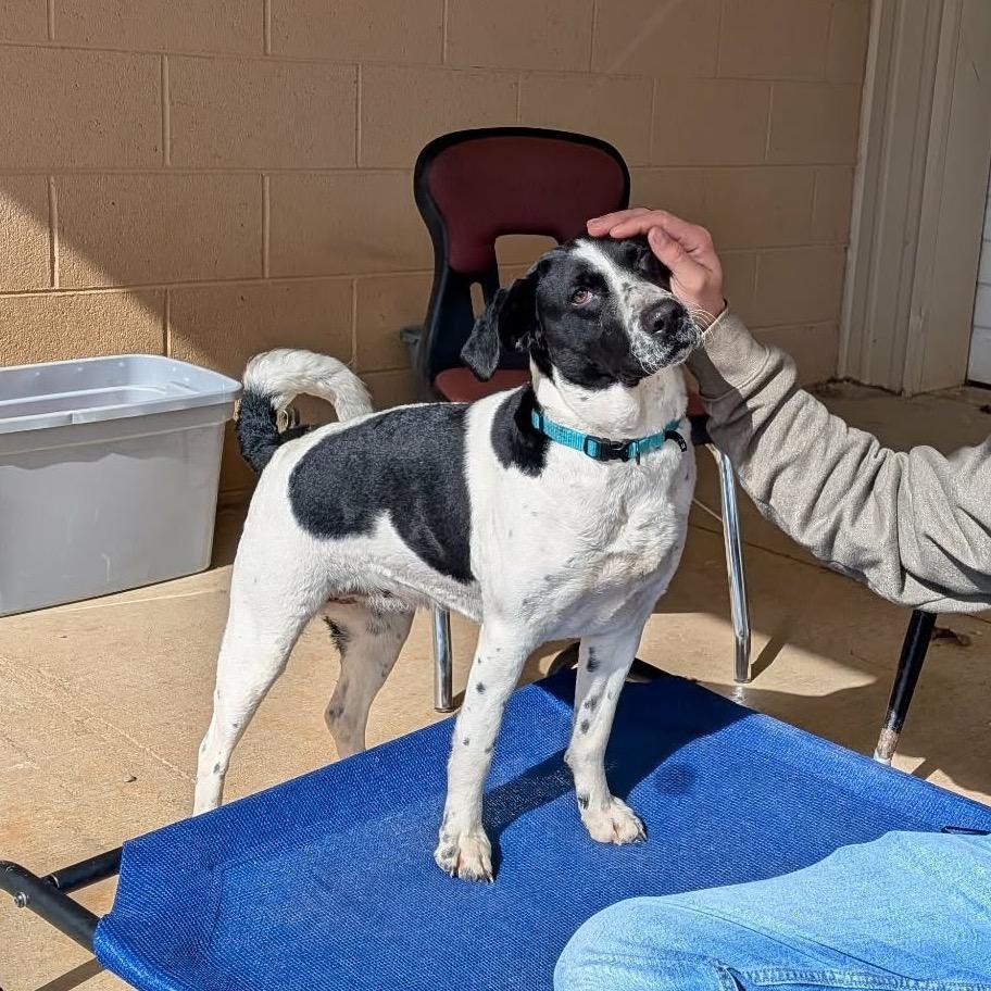 Enlarge Bella(BAS), a Adoptable mixed breed in Lenoir, NC image 1/6
