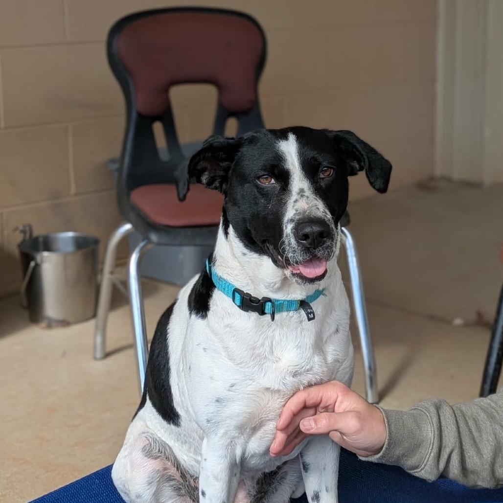 Enlarge Bella(BAS), a Adoptable mixed breed in Lenoir, NC image 2/6