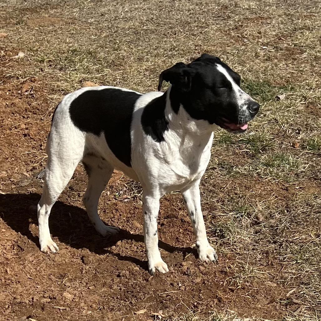 Enlarge Bella(BAS), a Adoptable mixed breed in Lenoir, NC image 3/6