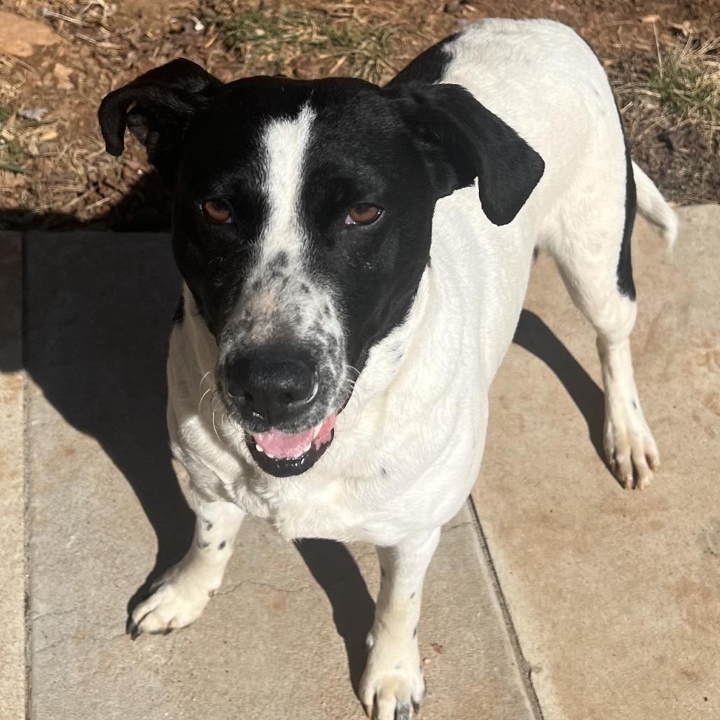 Enlarge Bella(BAS), a Adoptable mixed breed in Lenoir, NC image 4/6