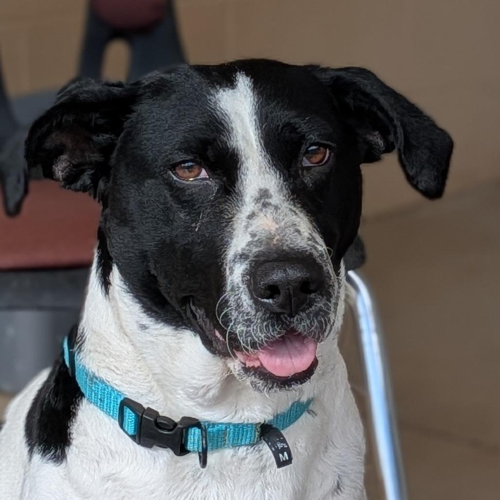 Enlarge Bella(BAS), a Adoptable mixed breed in Lenoir, NC image 5/6