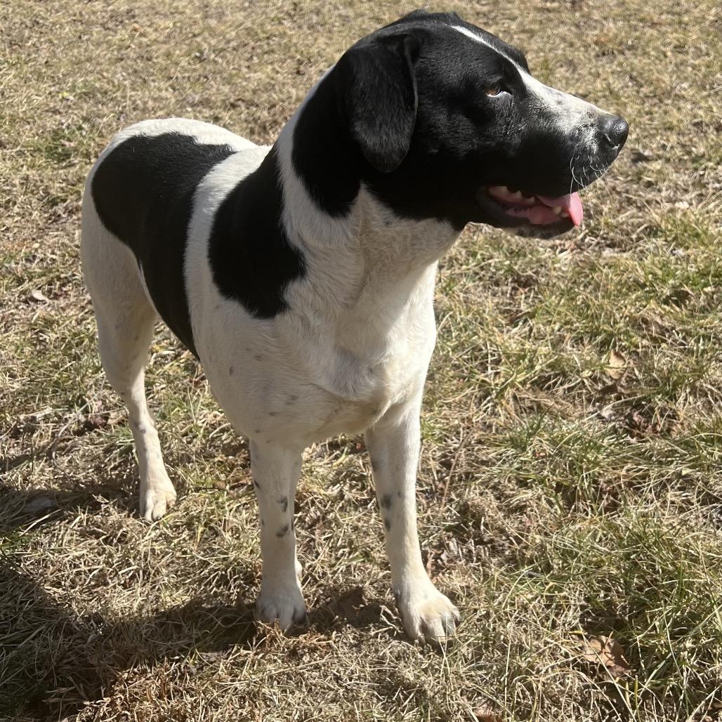 Enlarge Bella(BAS), a Adoptable mixed breed in Lenoir, NC image 6/6