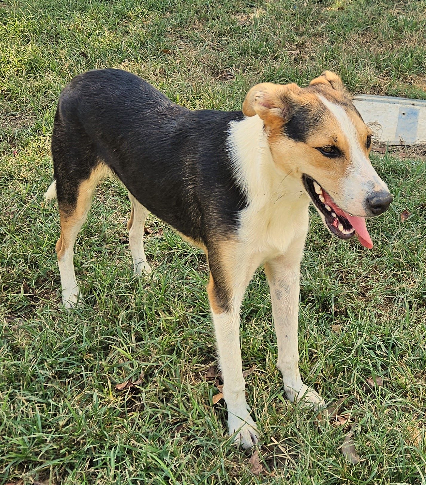 Nathan, a Adoptable mixed breed in Warren, RI image 5/5