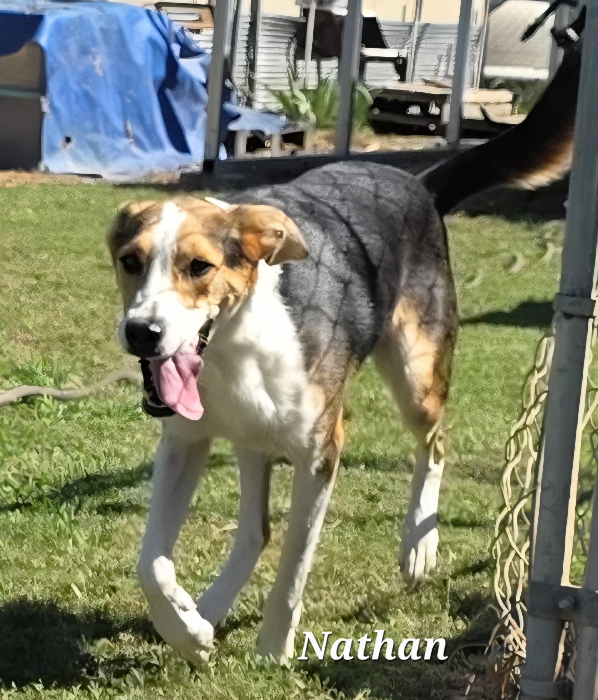 Nathan, a Adoptable mixed breed in Warren, RI image 1/5
