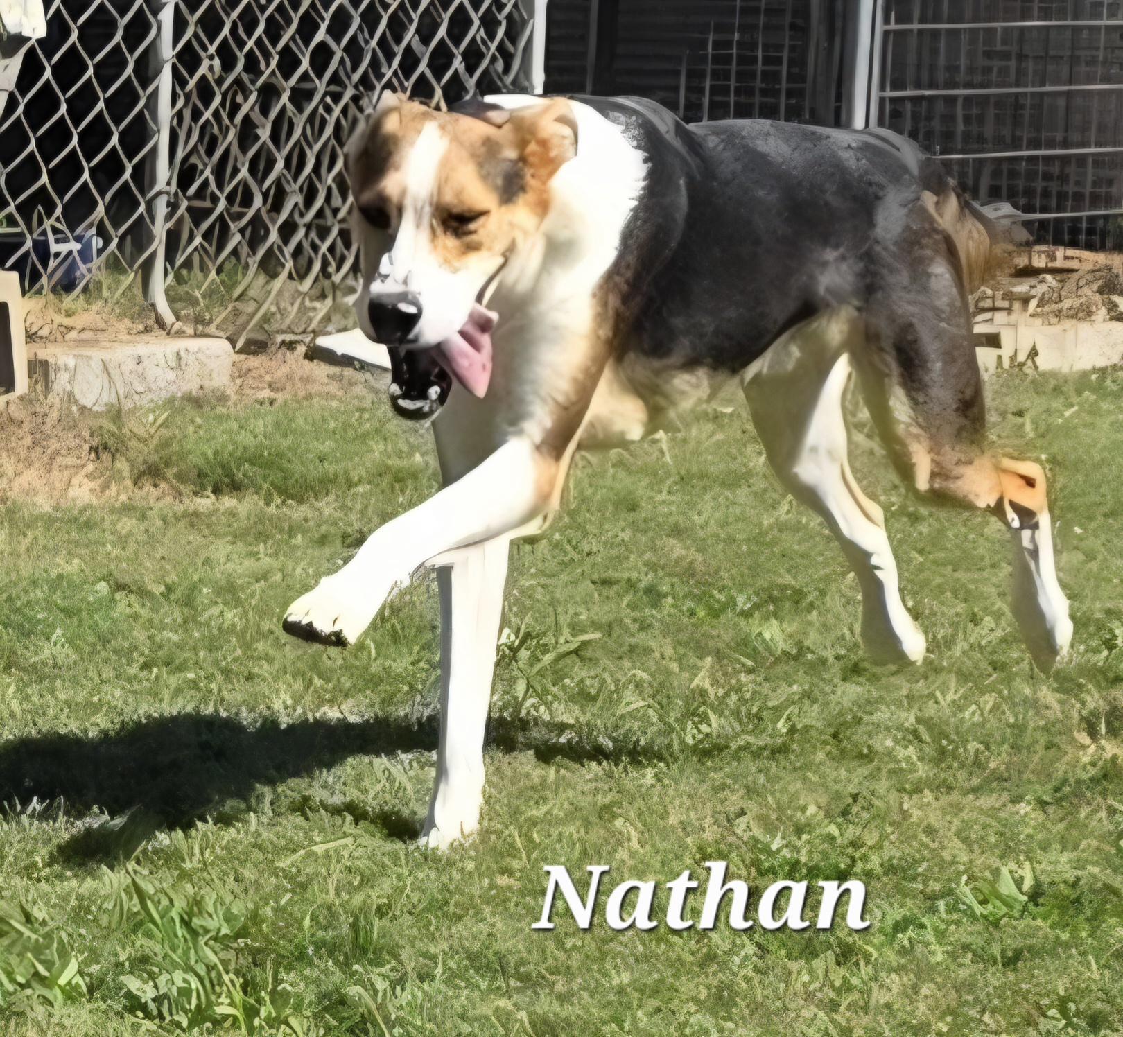 Nathan, a Adoptable mixed breed in Warren, RI image 2/5