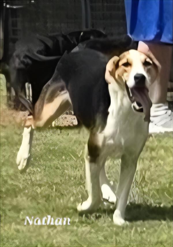 Nathan, a Adoptable mixed breed in Warren, RI image 3/5