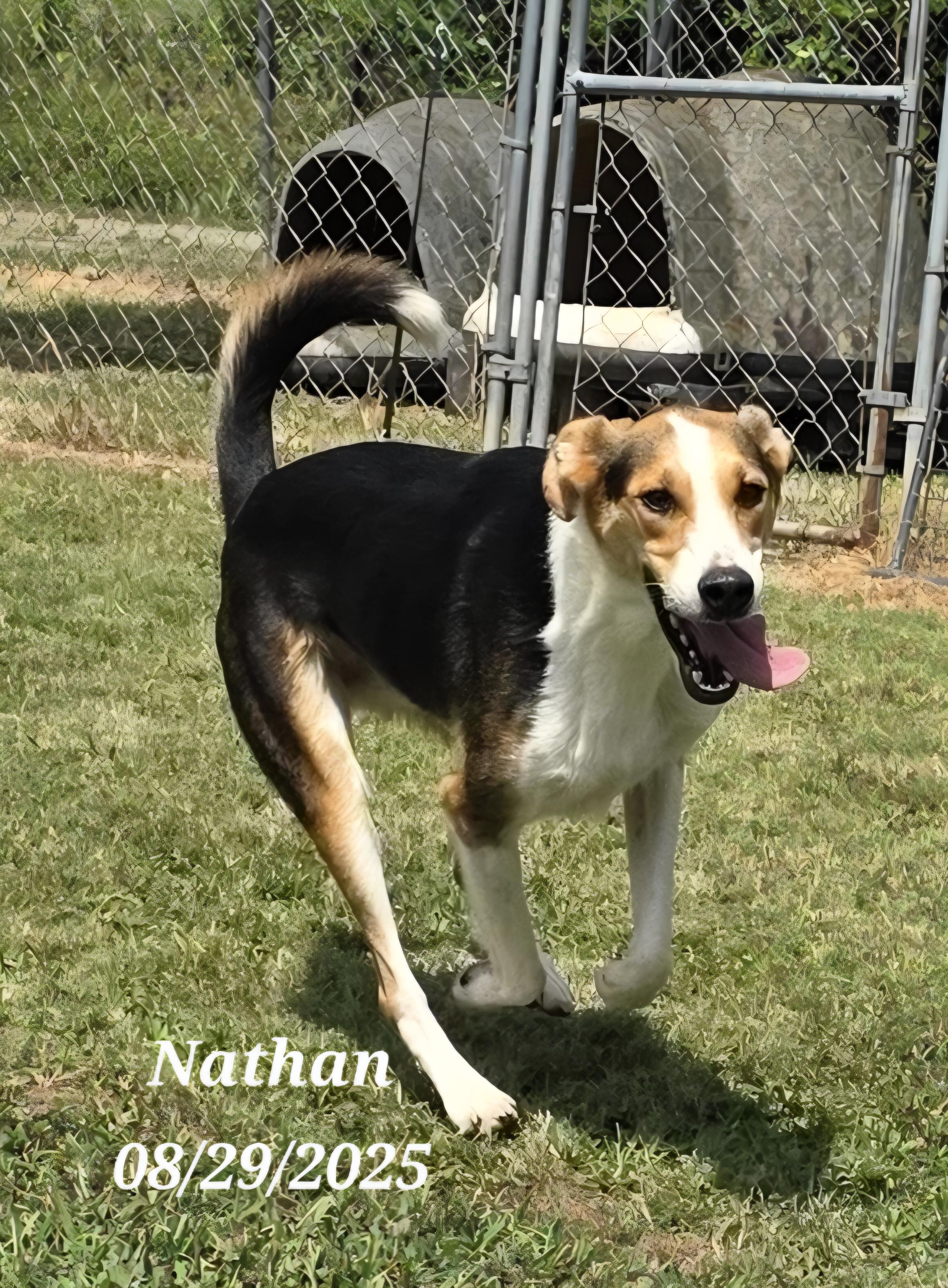 Nathan, a Adoptable mixed breed in Warren, RI image 4/5