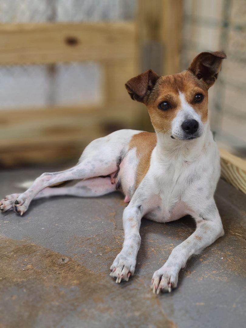 Maru , Adoptable, Young Female Rat Terrier.