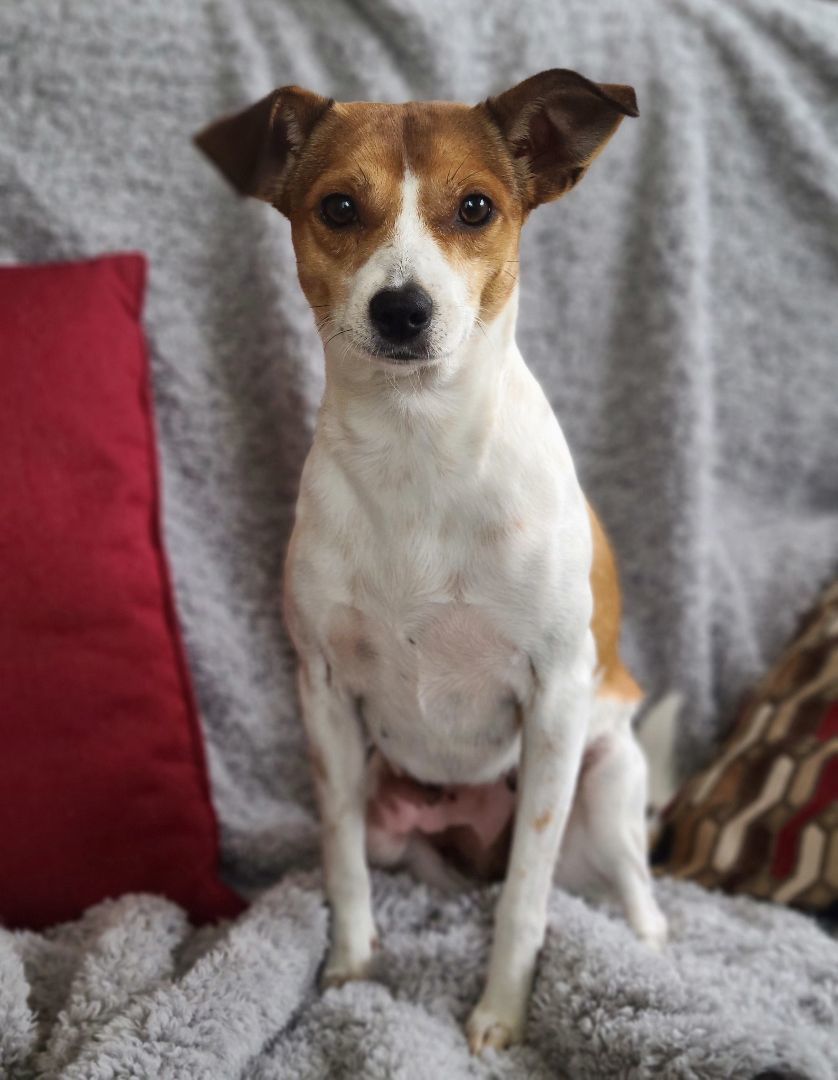 Maru , a Adoptable mixed breed in Barranquitas, PR image 2/6