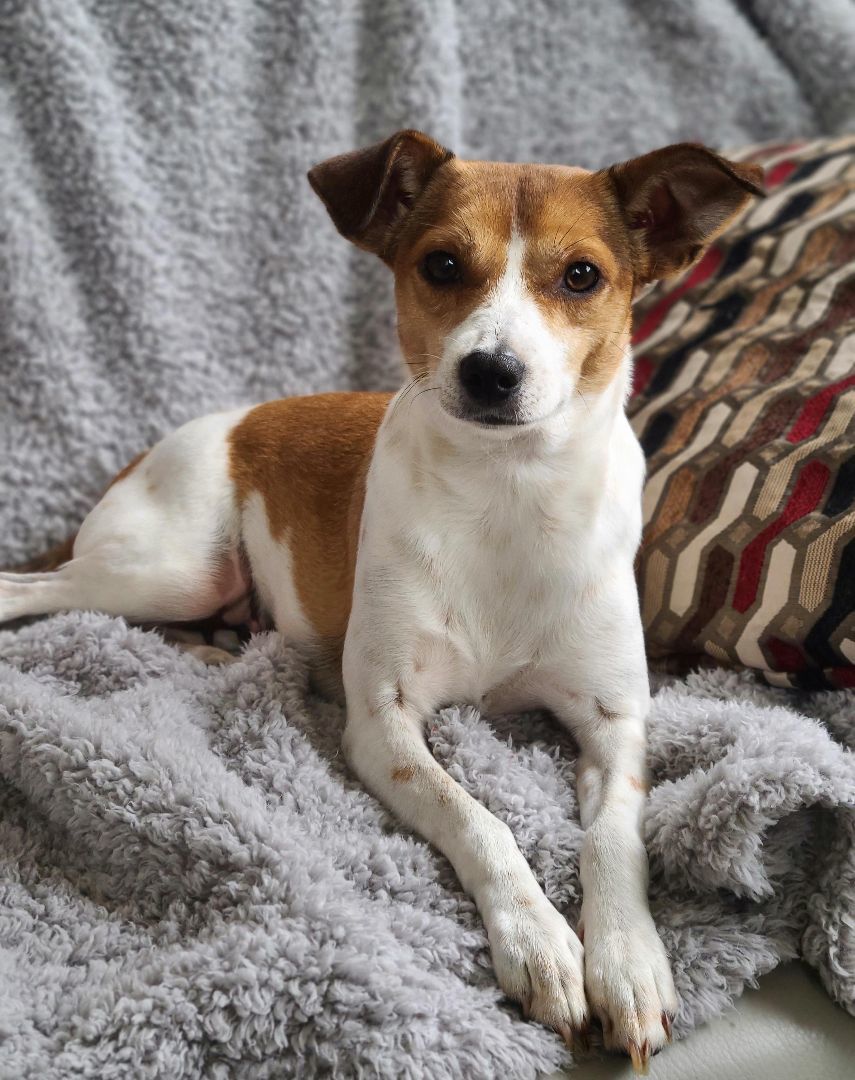 Maru , a Adoptable mixed breed in Barranquitas, PR image 3/6