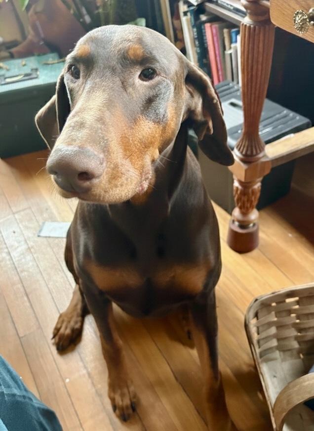 Chico, ADOPTABLE, Adult Male Doberman Pinscher.