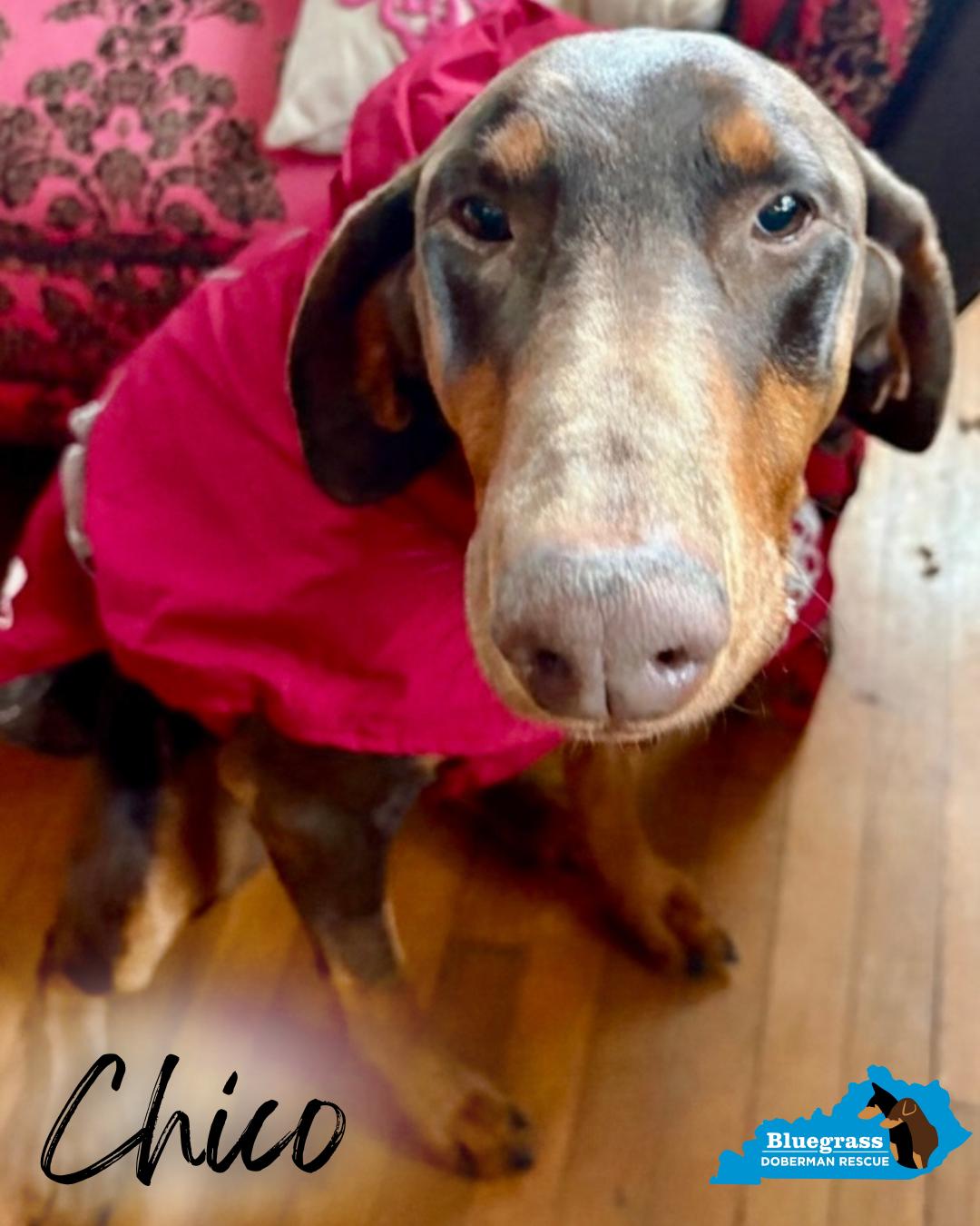 Enlarge Chico, a ADOPTABLE Doberman Pinscher in Louisville, KY image 2/3