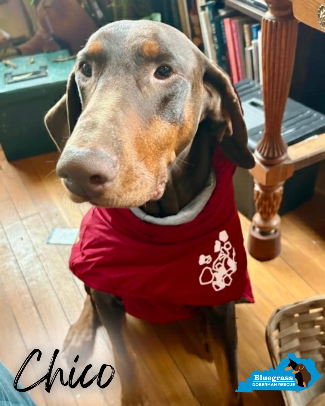 Enlarge Chico, a ADOPTABLE Doberman Pinscher in Louisville, KY image 3/3