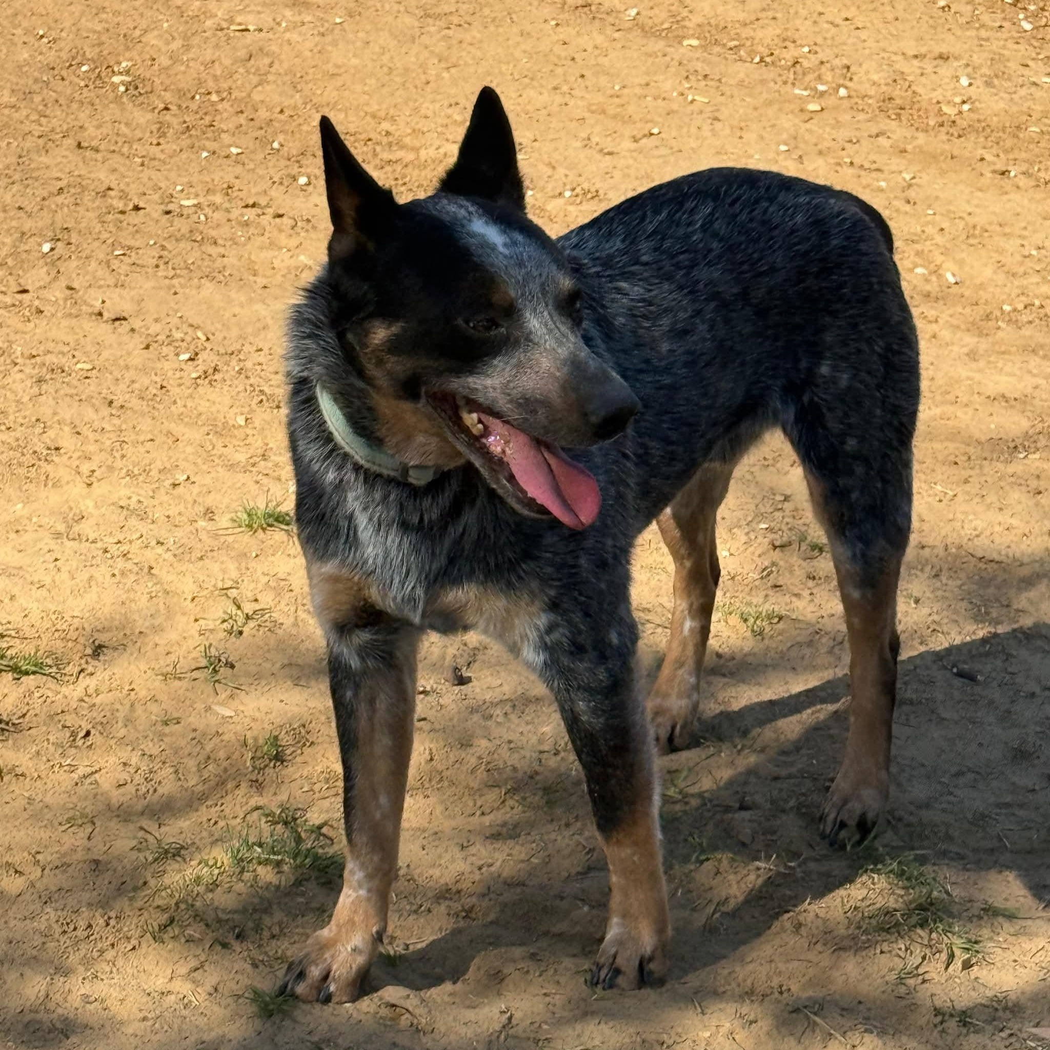 Enlarge Thomas, a ADOPTABLE Australian Cattle Dog / Blue Heeler in Denver, CO image 3/4