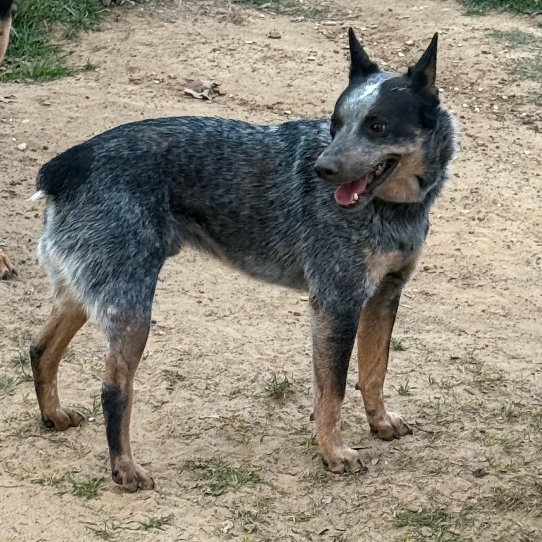Enlarge Thomas, a ADOPTABLE Australian Cattle Dog / Blue Heeler in Denver, CO image 2/4