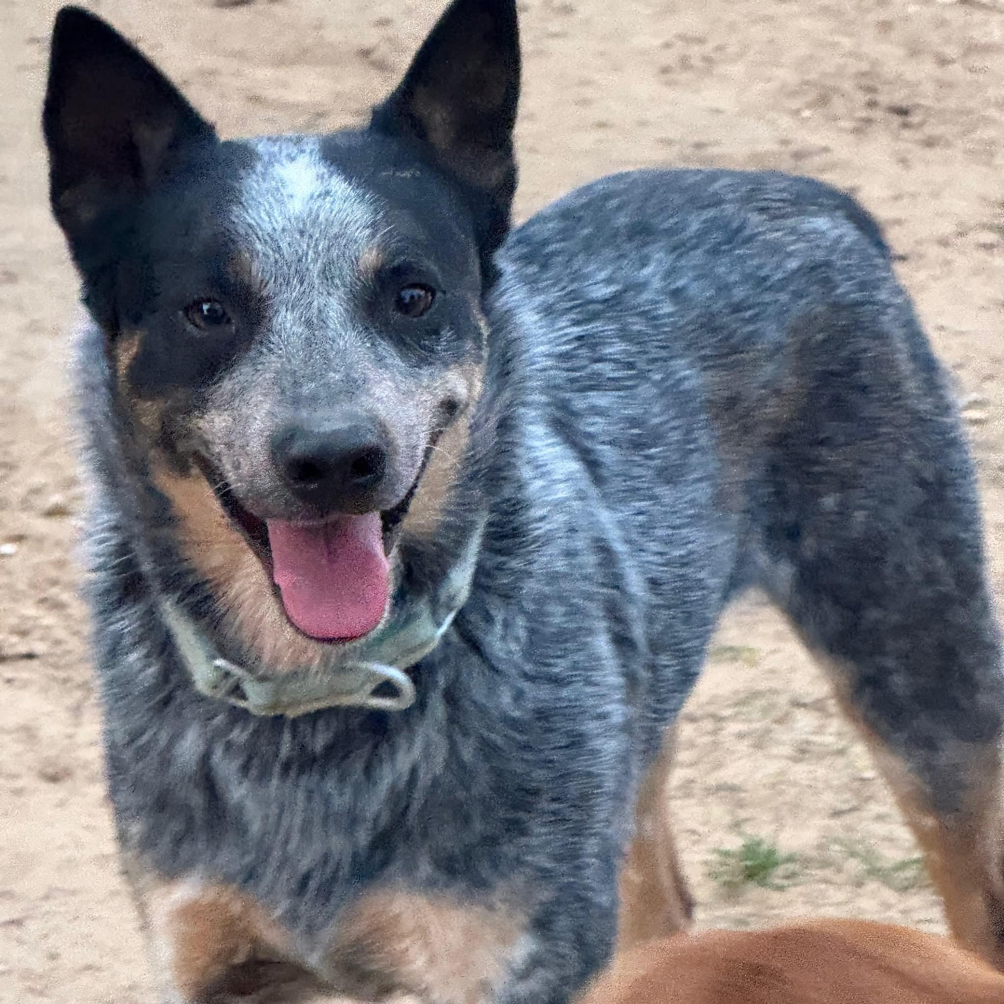 Thomas, ADOPTABLE, Adult Male Australian Cattle Dog / Blue Heeler.