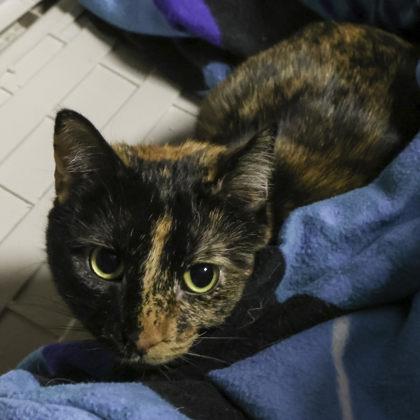 Maru, Adoptable, Adult Female Domestic Short Hair & Domestic Short Hair.