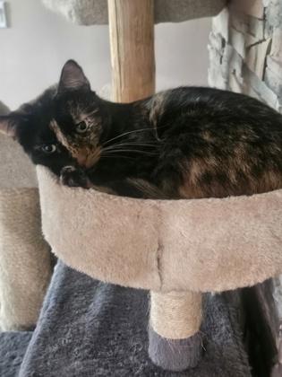 Enlarge Maru, a Adoptable mixed breed in Madison, WI image 2/2