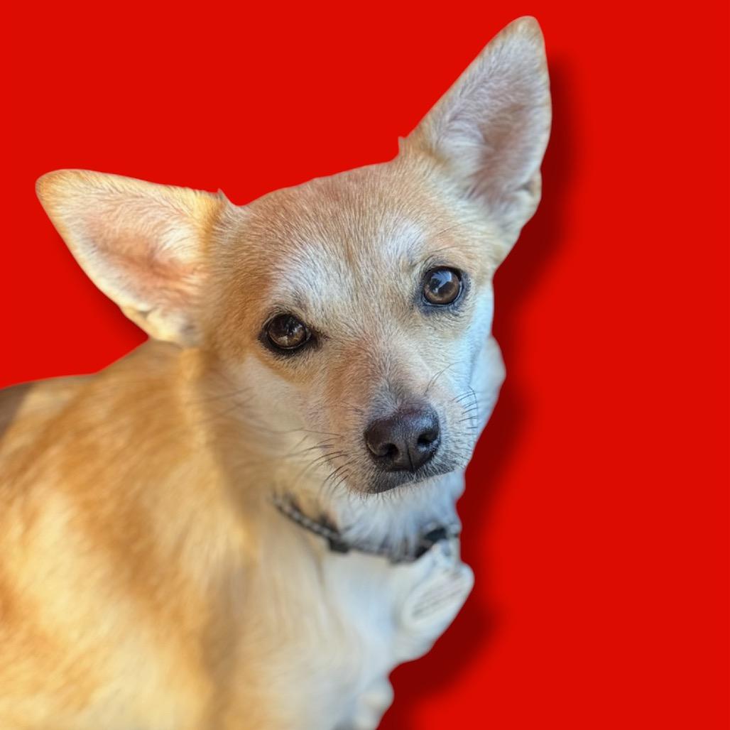 Enlarge Rosie, a Adoptable mixed breed in Scottsdale, AZ image 1/3