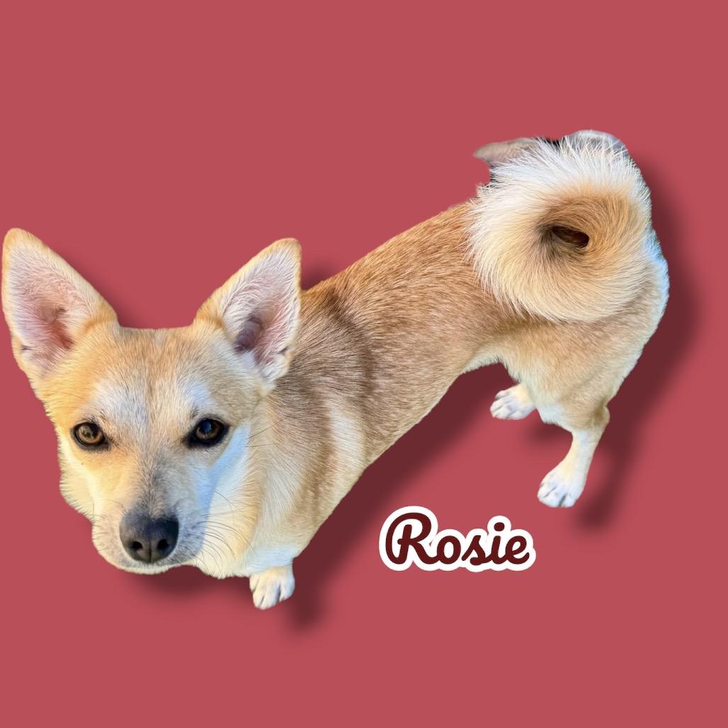 Enlarge Rosie, a Adoptable mixed breed in Scottsdale, AZ image 2/2