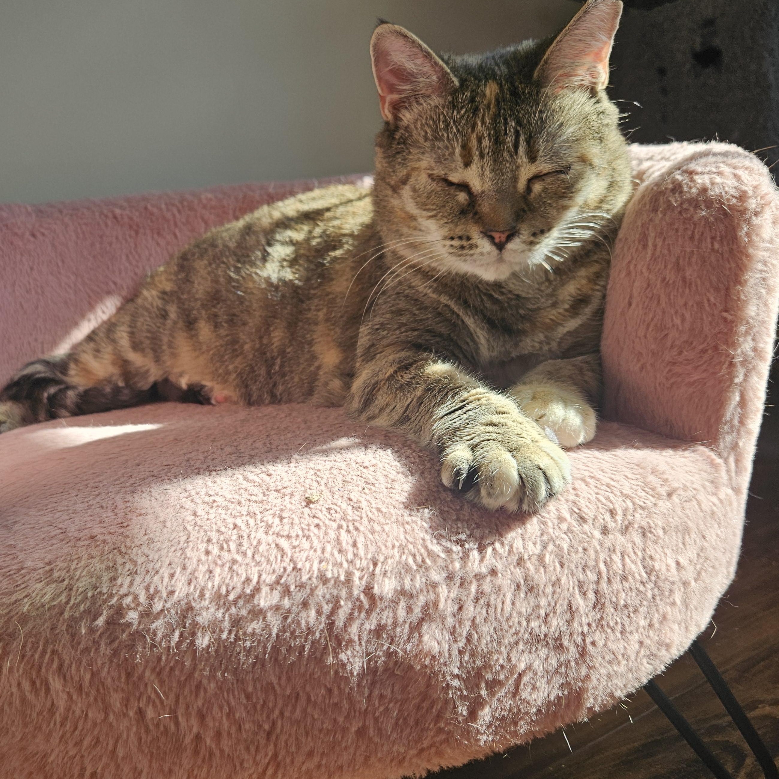 Enlarge Ms. Lynn, a Adoptable mixed breed in Wilmington, NC image 1/6