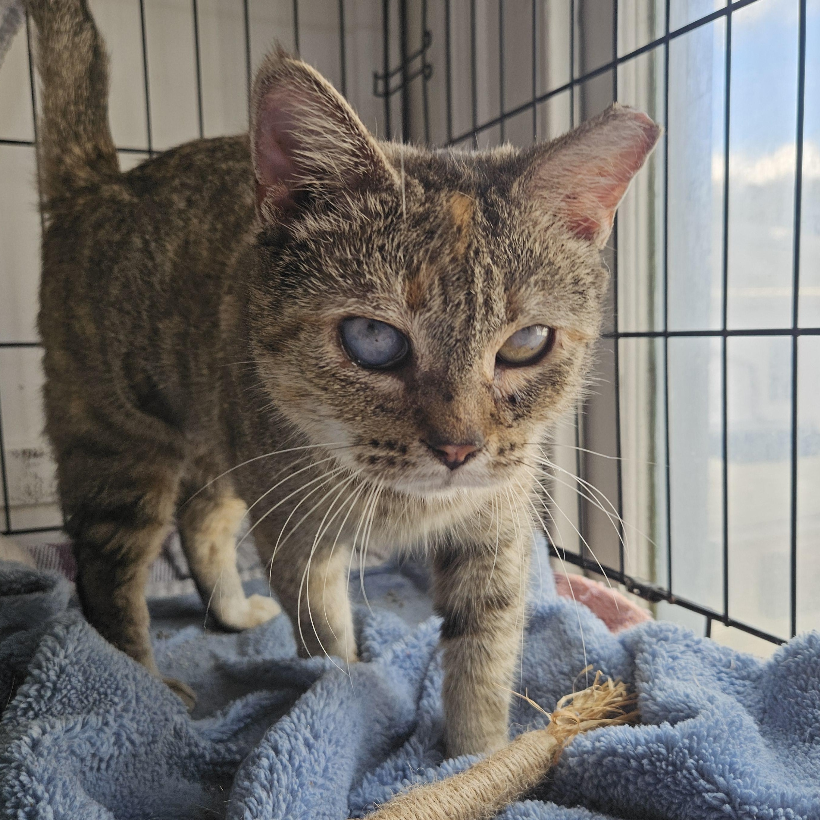 Ms. Lynn, Adoptable, Adult Female Torbie.