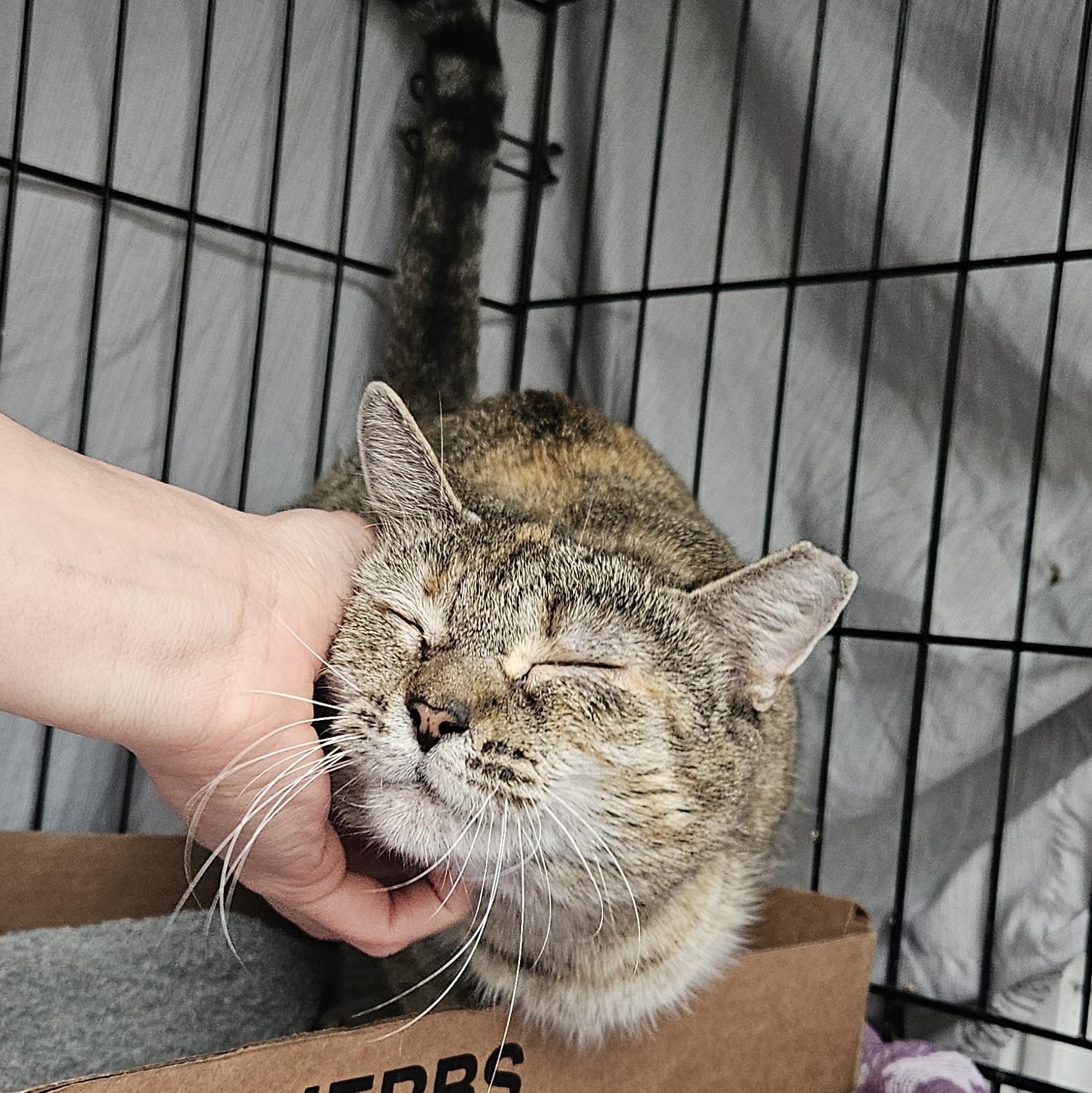 Enlarge Ms. Lynn, a Adoptable mixed breed in Wilmington, NC image 2/5