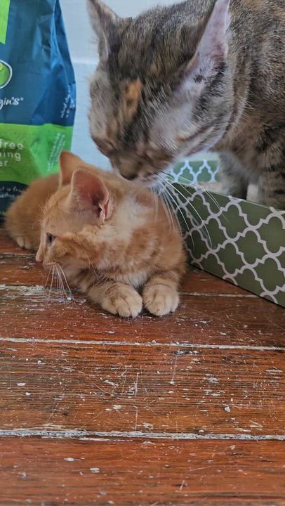 Enlarge Ms. Lynn, a Adoptable mixed breed in Wilmington, NC video 4/5