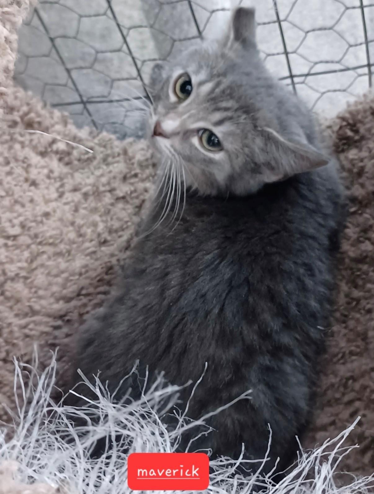 Maverick, adopted, Kitten Male Domestic Short Hair.
