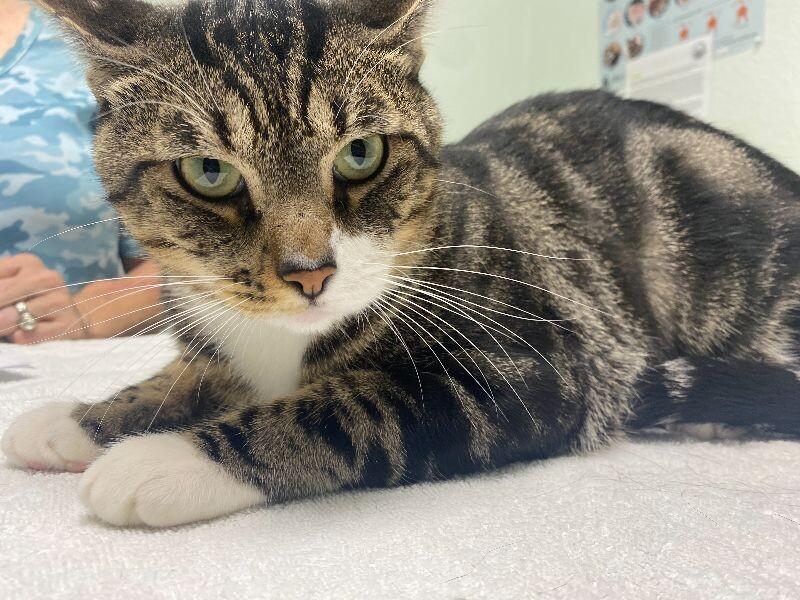 Buddy, Adoptable, Adult Male Domestic Short Hair.